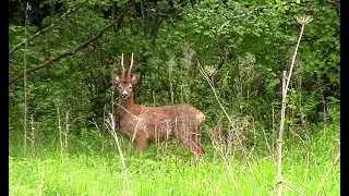 Косули в дождливый день || Roe deer and rain