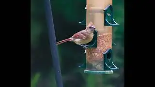Birds in the Backyard