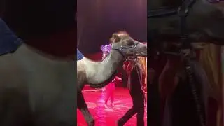 Circus 🎪 Fenix 🇧🇬 Bulgaria #circus #show #trainedanimal #camel#wildlifeanimals