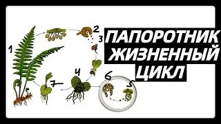 Жизненный цикл ПАПОРОТНИКА ПАПОРОТНИКОВИДНЫХ ПАПОРОТНИКООБРАЗНЫХ | Самое простое объяснение ЕГЭ