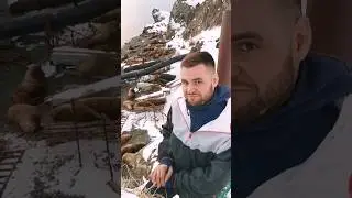 ЛЕЖБИЩЕ СИВУЧЕЙ НА КАМЧАТКЕ 
