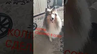 КОЛЛИ, СДЕЛАНО В СССР