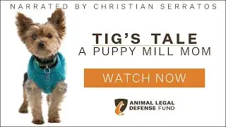 Tig’s Tale: A Puppy Mill Mom