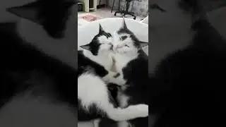 КошкАнамА