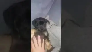 Опять молли! 😄😄😄😄😄