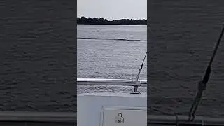 Прогулка по Цне на катере. Тамбовское море, остров Эльдорадо. #МойТамбов