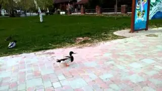 Sétáló kacsák az emerek mellett :D
