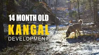14 Month Old Male Kangal | Kangal Development | Turkish Kangal Dog