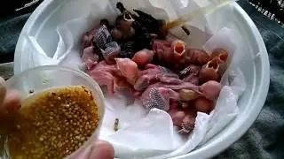 2016 6 22 紅眼白銀文 白喉文鳥  Finches