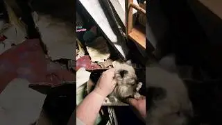 Spicy Kittens Rescued #kitten #kittenrescue #cat #catrescue #rescue