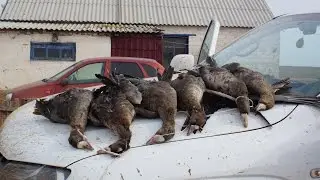 Охота на гуся и утку. Весна 2014.