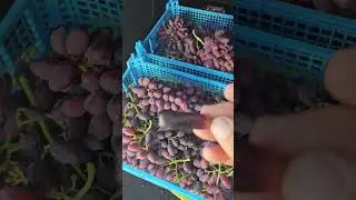 Виноград Карнавал, Талдун и Аватар