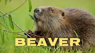 Beaver sound, beaver scream