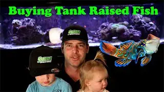 Tank Raise Mandarin Dragonet!  Buying fish for the family...OK just me