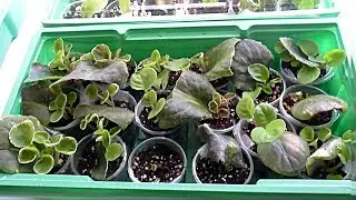 Размножение фиалки черенками.(часть 3)