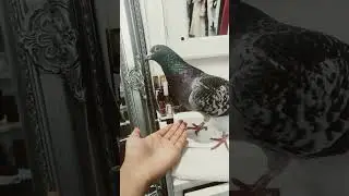 Haven't made a pigeon video in a while 🐦