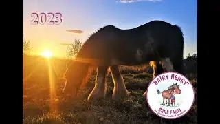Our 2023 calendar is out - full of hairy adorable animals!