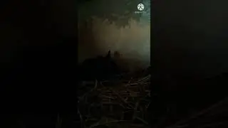 Мы растем. Наши крольчата.
