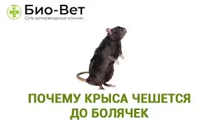ПОЧЕМУ КРЫСА ЧЕШЕТСЯ До Болячек? // Как Вылечить Крысу // Сеть Ветклиник БИО-ВЕТ