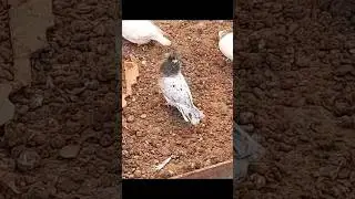 #молодые молодые голуби #pigeon 🇦🇲✌️