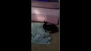 My rabbit Zawani spazzing!