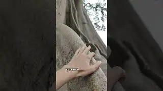 Депортация за фото с деревом🧐