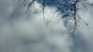 Pigeons#Полет для настроения☺️