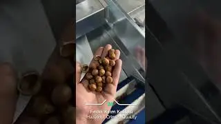 #hazelnut Hazelnut Cracking Machine and Processing Plant | Fındık Kırma Makinesi ve İşleme Tesisi