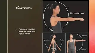 Extremidad superior 2: Algunas articulaciones