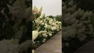 #mygarden