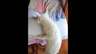 AKSI KUCING VERSI GAGAL ‼️ ADA YANG KETIMPA KASUR 😂😂 #cat #justforfun #catlover