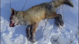 Поймал лисовина