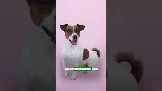 Породи собак, які не підходять для новачків 🙈 