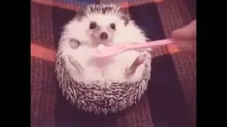 Hedghog and Food - 刺猬和食物