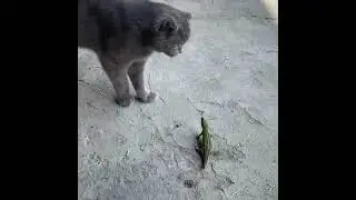 бойкот