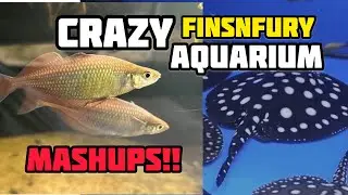 Float Like Fish Sting Like a Ray