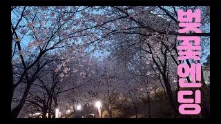 바람 불고 비 오는데 벚꽃놀이