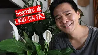 Peace lily without mysteries!