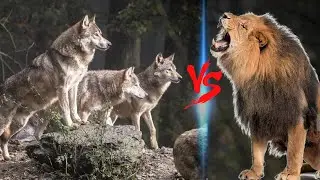 1 Male Lion VS 20 Wolves || Can A Male Lion Really Defeat Wolf Pack?