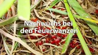 Nachwuchs bei den Feuerwanzen