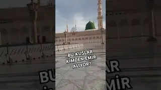 Bu kuşlar kimden emir alıyor? #kesfet  #reel #reels #islam