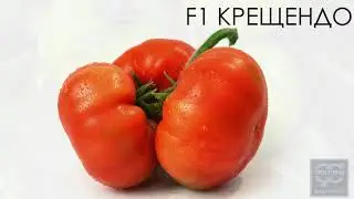Томат F1 Крещендо. Профессиональные семена Гавриш