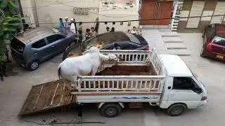 Dangerous Cow Unloading # 2024 Eid