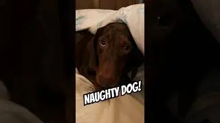 Naughty dog ❤️❤️❤️
