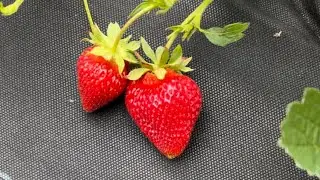 Сяо бай! Отличный и по вкусу и по форме🍓👍