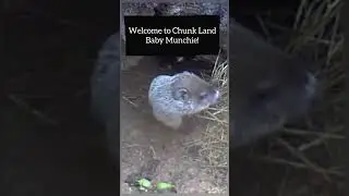 Welcome to Chunk Land Baby Munchie Chunk.