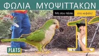 MONK PARAKEET NEST: Don't let it fall on your head!