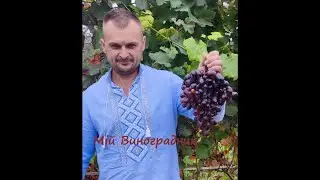 12 цікавих форм винограду