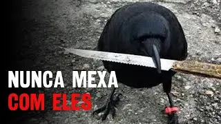 Crows are not normal.