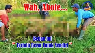pakan ternak sapi dari pohon tebon jagung